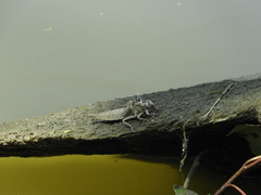 Arigomphus submedianus