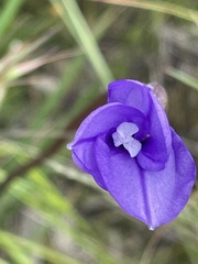 Patersonia occidentalis occidentalis