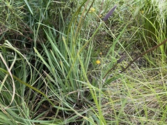 Patersonia occidentalis occidentalis