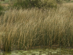 Schoenoplectus californicus