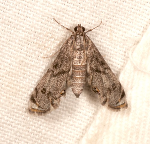 Schaeffer's Petrophila photo 3