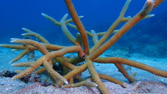 Acropora cervicornis
