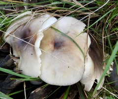 Omphalotus nidiformis