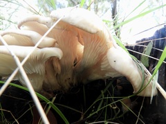 Omphalotus nidiformis