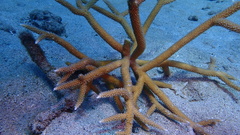 Acropora cervicornis