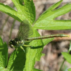 Arigomphus submedianus