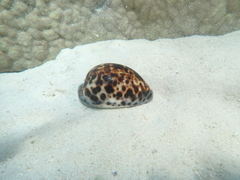 Cypraea tigris