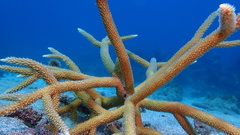 Acropora cervicornis