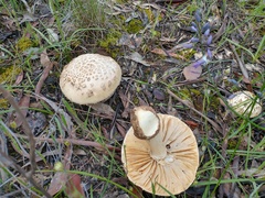 Amanita ochrophylla