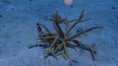 Acropora cervicornis