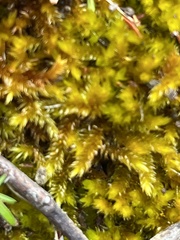 Sematophyllum