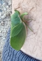 Cystosoma saundersii