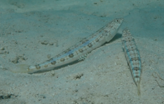 Synodus dermatogenys