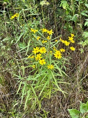 Helianthus simulans