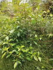 Hedycarya angustifolia