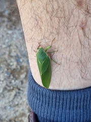 Cystosoma saundersii