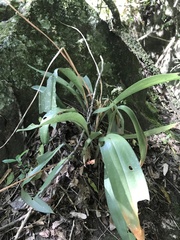 Maxillaria