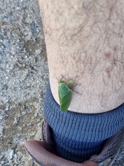 Cystosoma saundersii