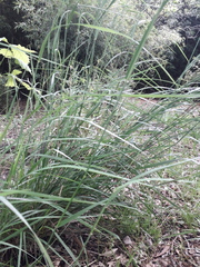 Stipa