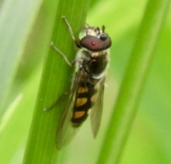 Austrosyrphus