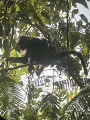 Trachypithecus mauritius