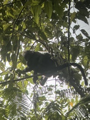 Trachypithecus mauritius