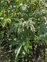 Girardinia diversifolia