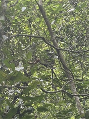 Trachypithecus mauritius