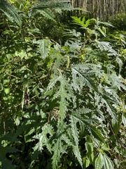 Girardinia diversifolia