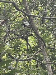Trachypithecus mauritius