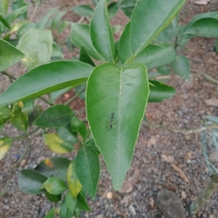 Odontomantis