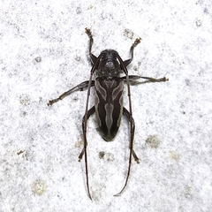 Lepturges curvilinea