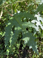 Girardinia diversifolia