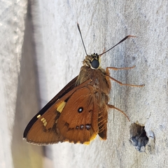 Trapezites symmomus