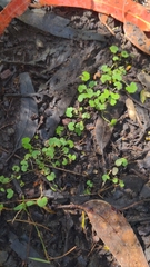 Hydrocotyle hirta