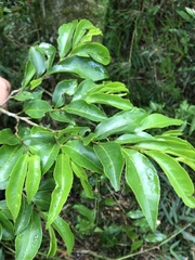 Annona