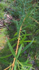 Pimelea axiflora
