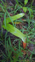 Microsorum pustulatum pustulatum