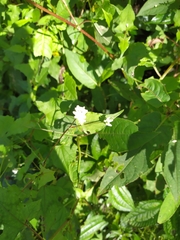 Persicaria biconvexa