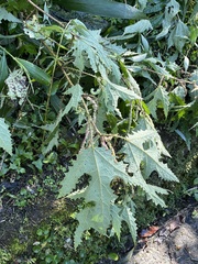 Girardinia diversifolia