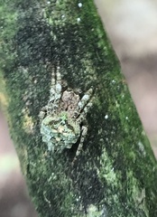Parawixia