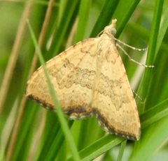 Chrysolarentia correlata
