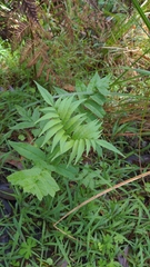 Sambucus gaudichaudiana