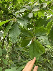 Terminalia acuminata