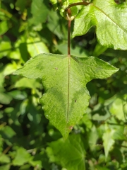 Persicaria biconvexa