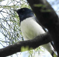 Myiagra cyanoleuca