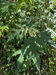 Girardinia diversifolia