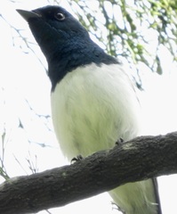 Myiagra cyanoleuca