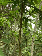 Terminalia acuminata