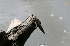 Arigomphus submedianus